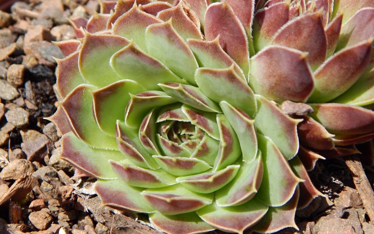 Jovibarba heuffelii Slovanka - skalnička