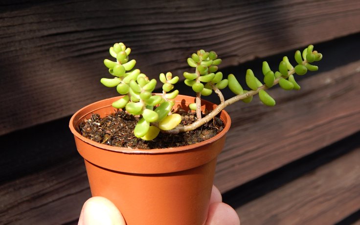 Sedum album Athoum - stonecrop
