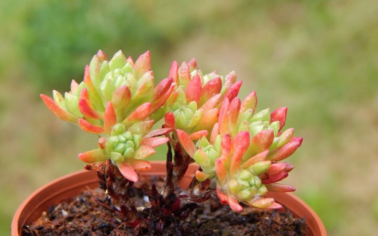 Sedum stenopetalum