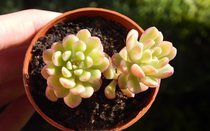Sedum Joyce Tulloch variegata rozchodník pokojovka