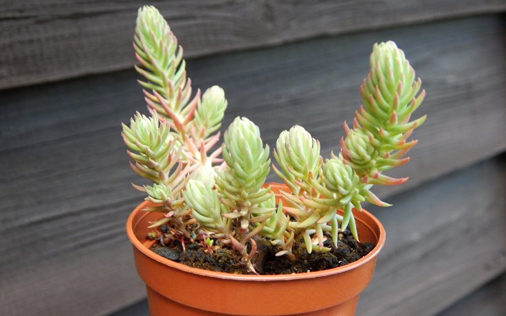 Sedum montanum