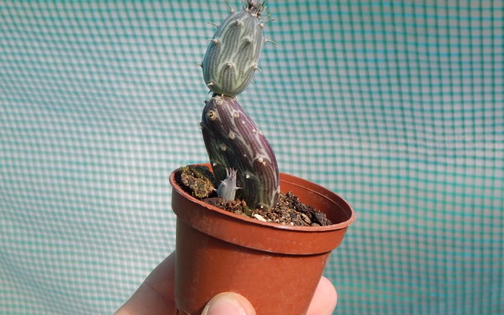 Senecio pendulus starček na prodej v květináči