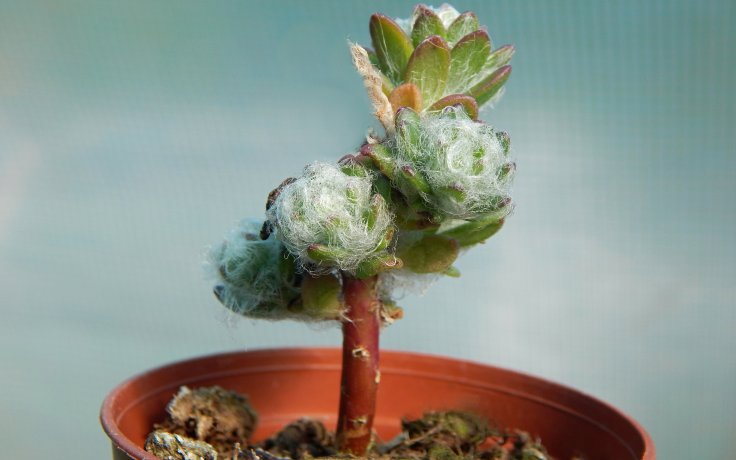 Portulaca werdermannii chlupatý sukulent