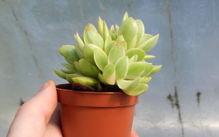 Crassula atropurpurea var. muirii variegata