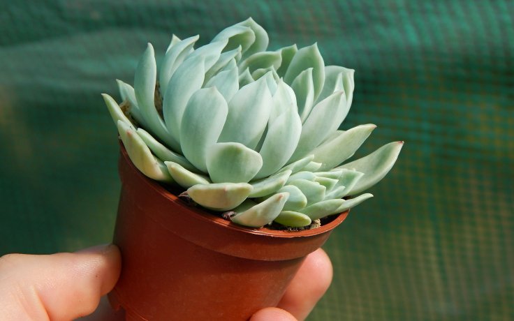 Echeveria Royal Chrysanthemum variegata