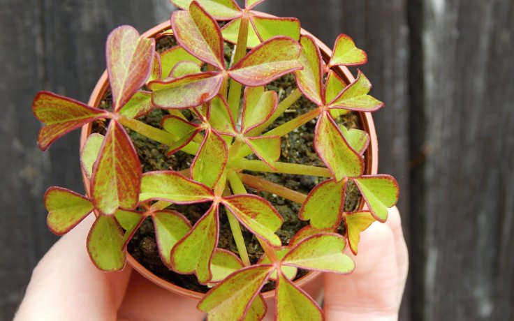 Oxalis peduncularis - succulent