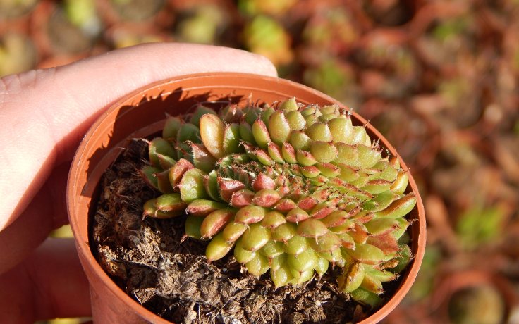 Graptoveria Iona cristata sukulenty