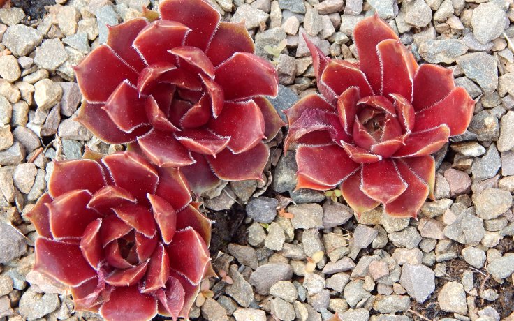 Sempervivum Plameny - houseleek
