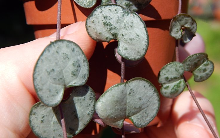Ceropegia woodii Silver Glory - stříbrný svícník