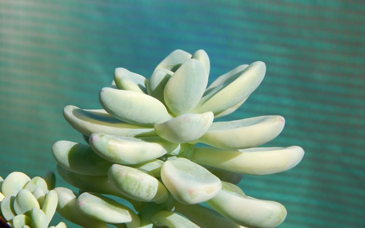 Sedum clavatum variegata