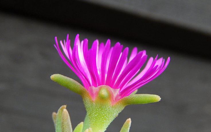 Delosperma Kraftwerk