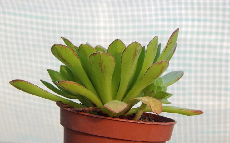 Aeonium Cupcake sukulenty a kaktusy