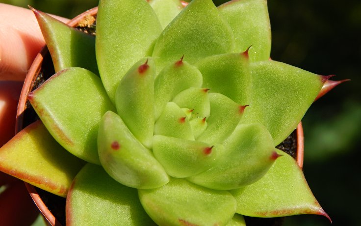 Echeveria agavoides Red Edge - sukulenty