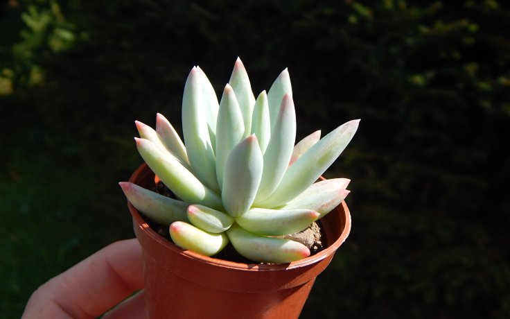 Echeveria hookeri Snow (White plant)