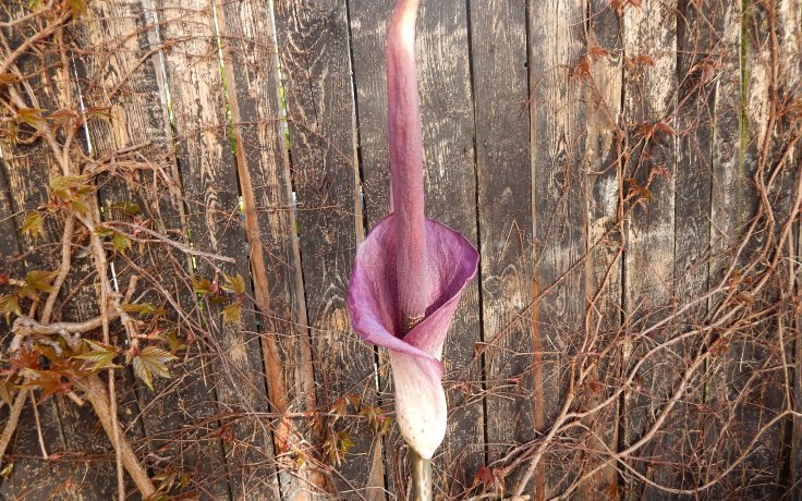Amorphophallus konjac - flowering
