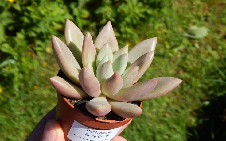 Pachyveria Rosy Crow sukulentní kříženec