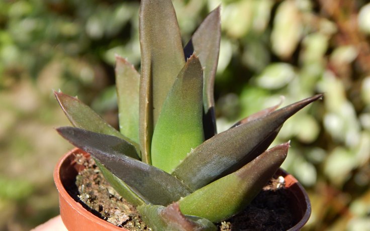 Haworthia pentagona