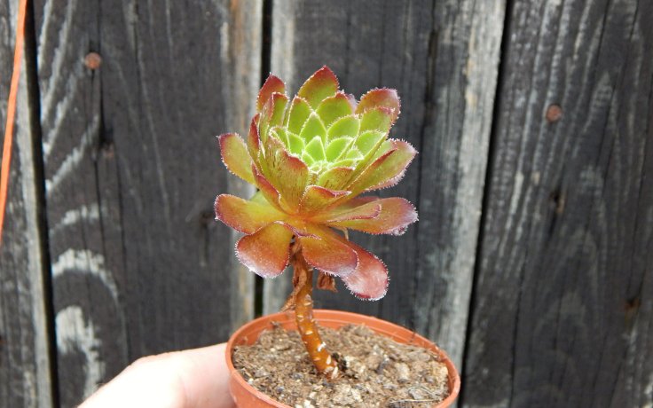 Semponium Sienna pokojovka