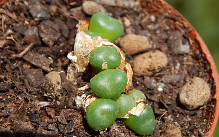 Conophytum minutum var. nudum