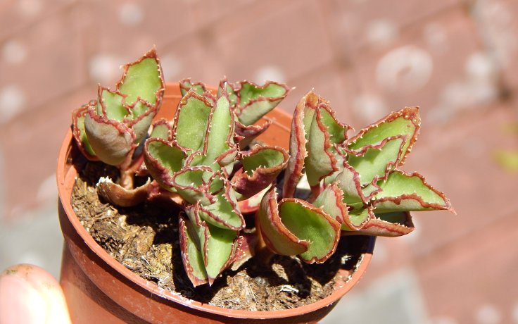 Kungia aliciae var. komarovii