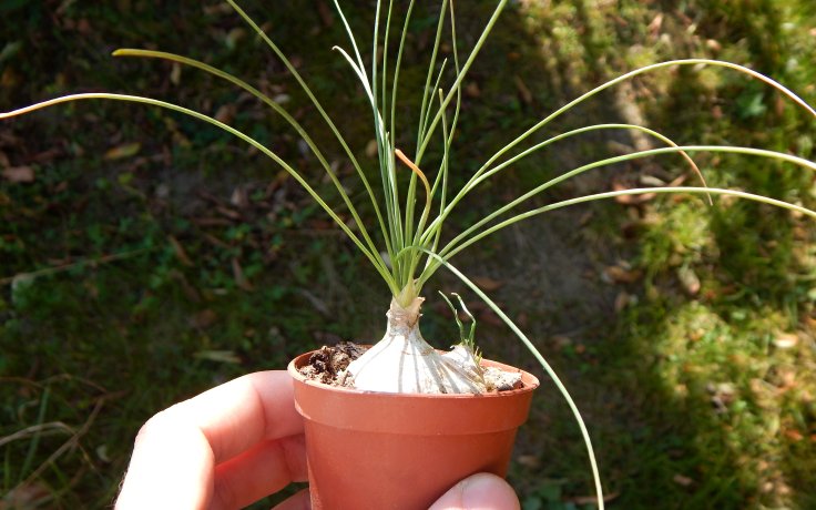 Albuca Augrabies Hill - sukulent