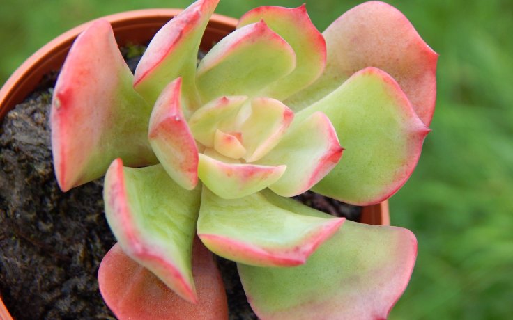 Echeveria Briar Rose - levné sukulenty
