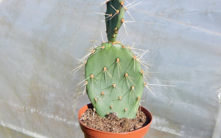 Opuntia engelmannii - kaktusy a sukulenty česko