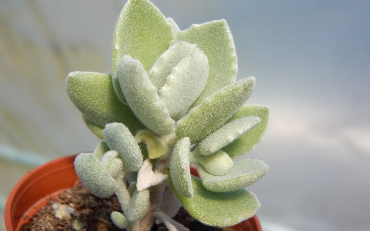 Kalanchoe millotii - pokojovka