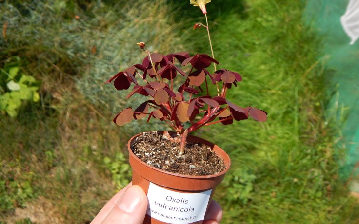 Oxalis vulcanicola (Lávový šťavel)