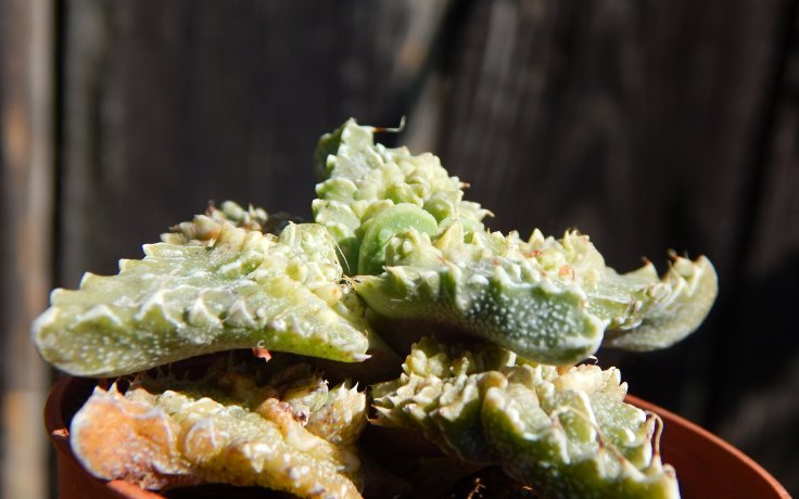Faucaria tuberculosa Aranami - sukulenty a kaktusy