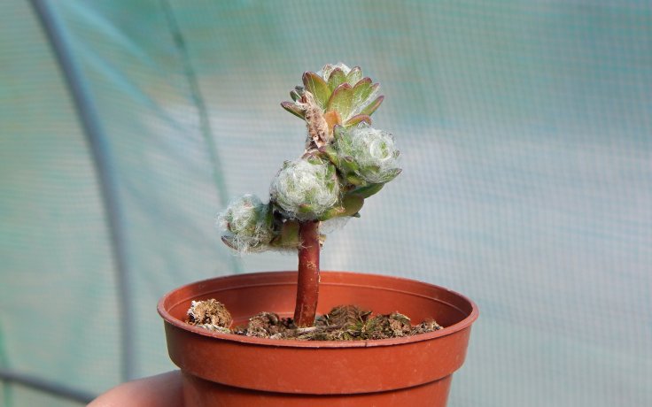 Portulaca werdermannii