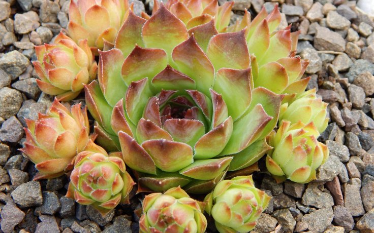 Sempervivum Meriadoc