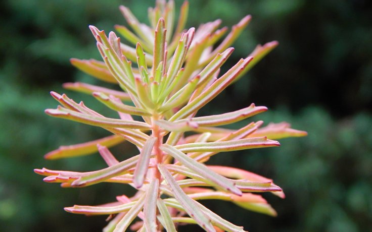 Sedum middendorfianus var. striatus - skalnička