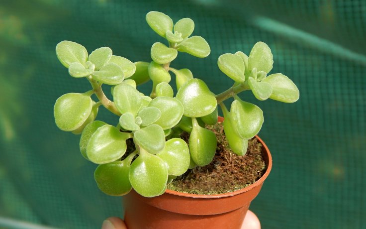 Plectranthus socotranus