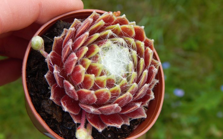Sempervivum Kramer Spinrad - netřesk
