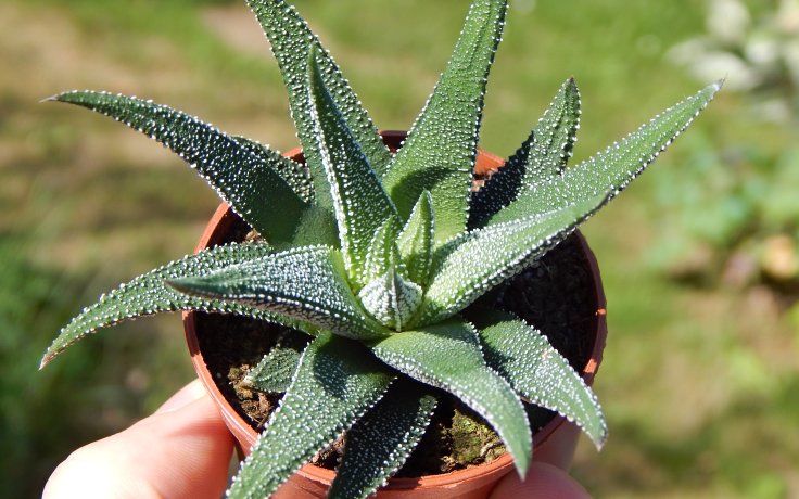 Haworthia fasciata Concolor - sukulenty