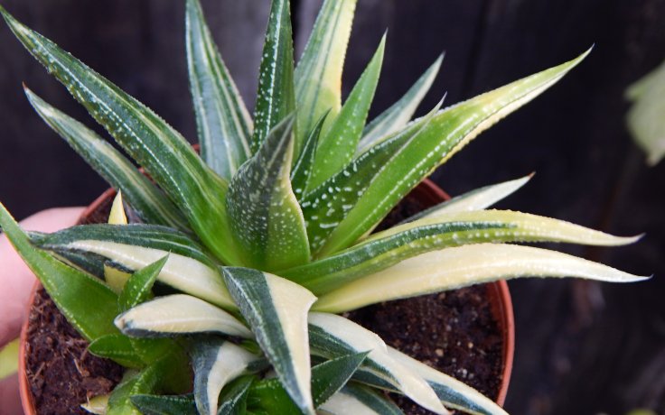 Haworthia herbacea variegata - panašovaný sukulent