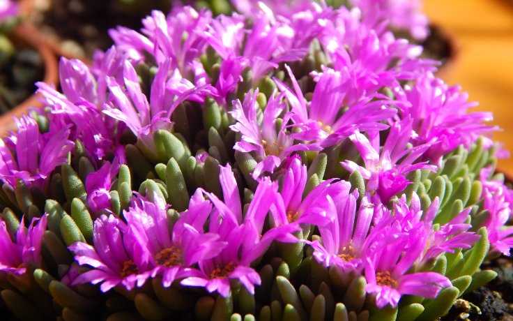 Delosperma sphalmanthoides