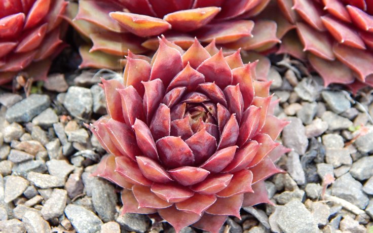Sempervivum Buntstachel