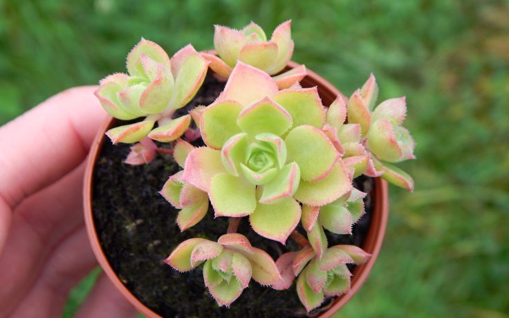 Aeonium castello-paivae var. sarae - barevná pokojovka