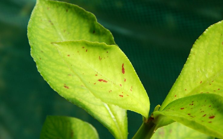 Euphorbia umbellata variegata