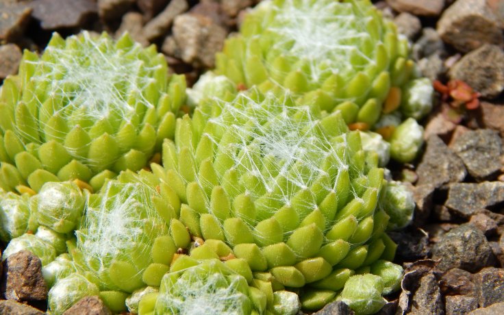 Sempervivum Baby Boo