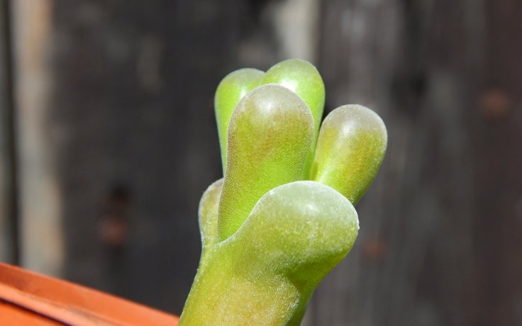 Conophytum maughanii - sukulenty