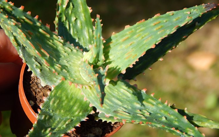 Aloe Spike kříženec