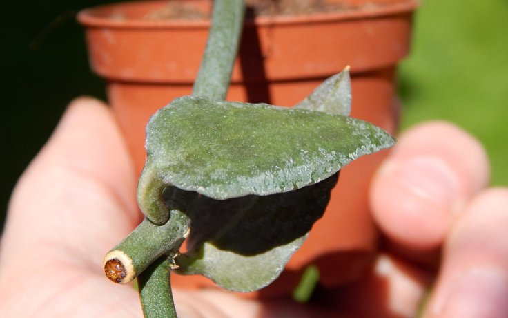 Ceropegia sandersonii x radicans - křízenec sukulent