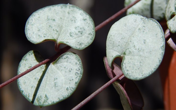 Ceropegia woodii Silver Glory - převislý sukulent