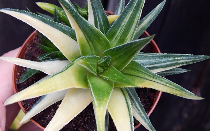 Haworthia herbacea variegata