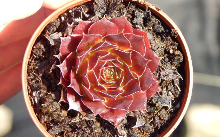 Jovibarba heuffelii Blaze