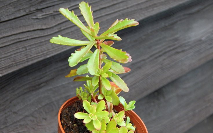 Sedum kamtschaticus var. floriferum (sukulent)