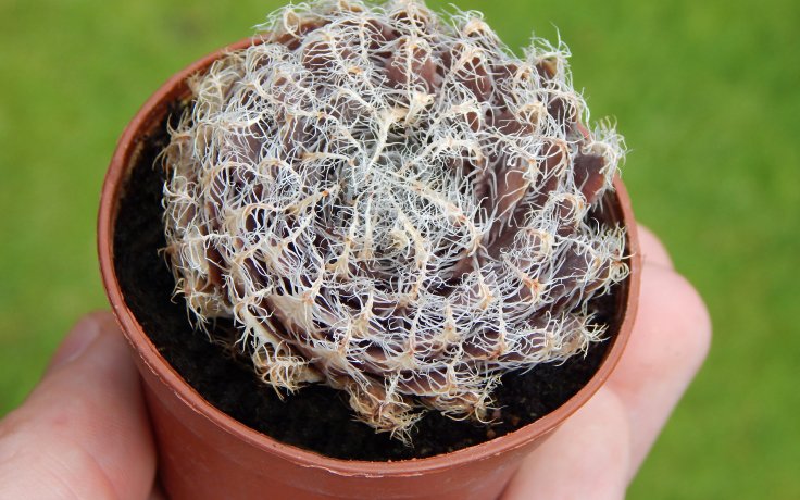 Haworthia arachnoidea var. setata